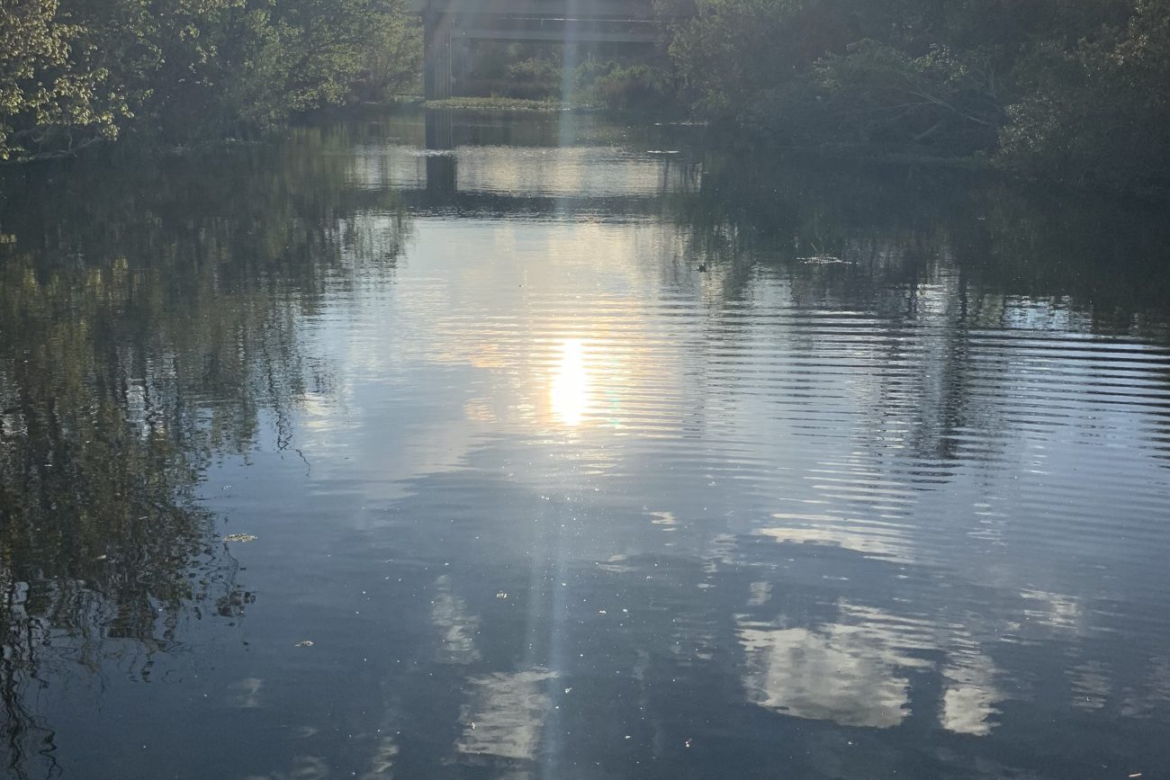 bayou new orleans