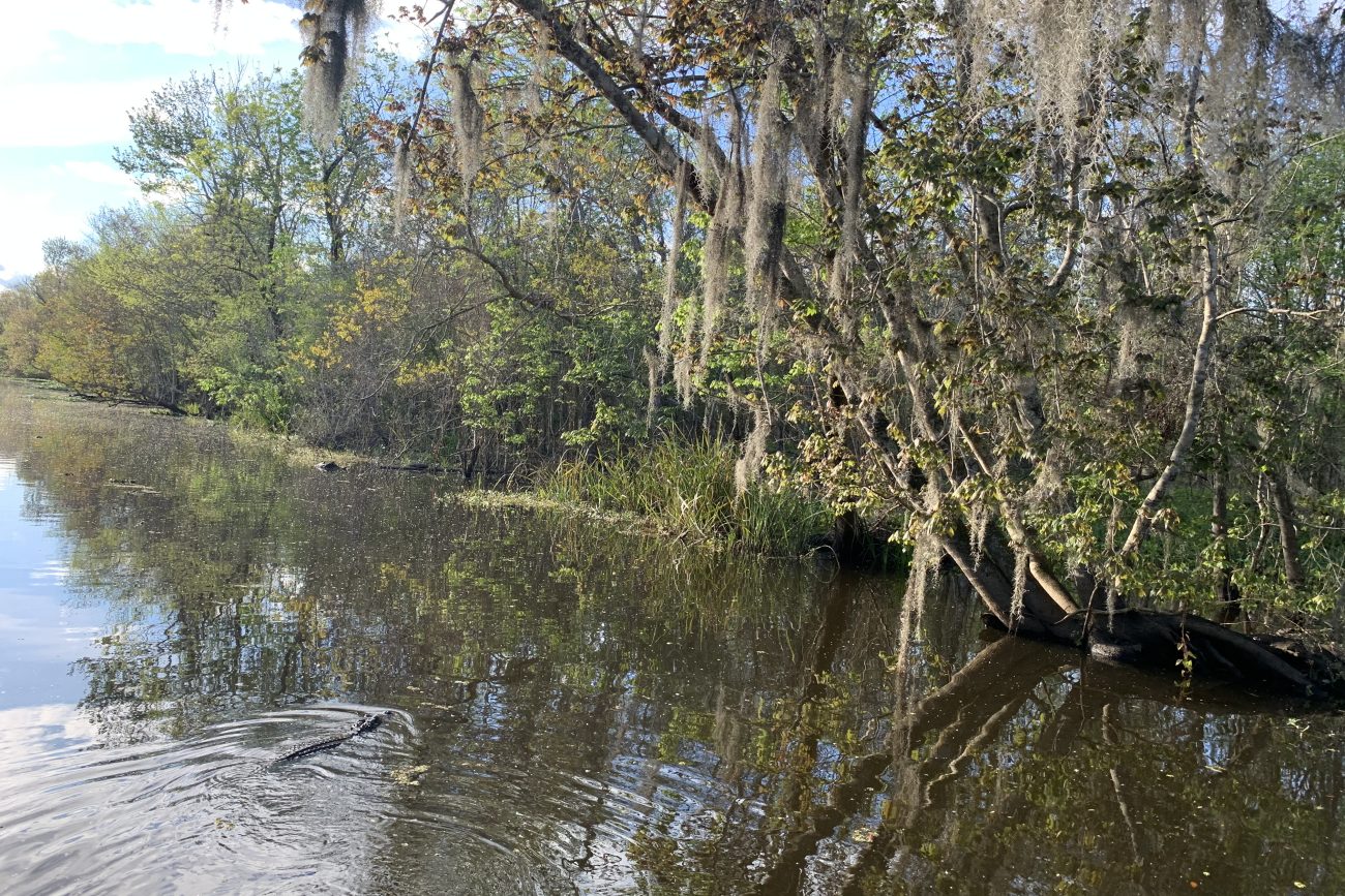 New Orleans Bayou