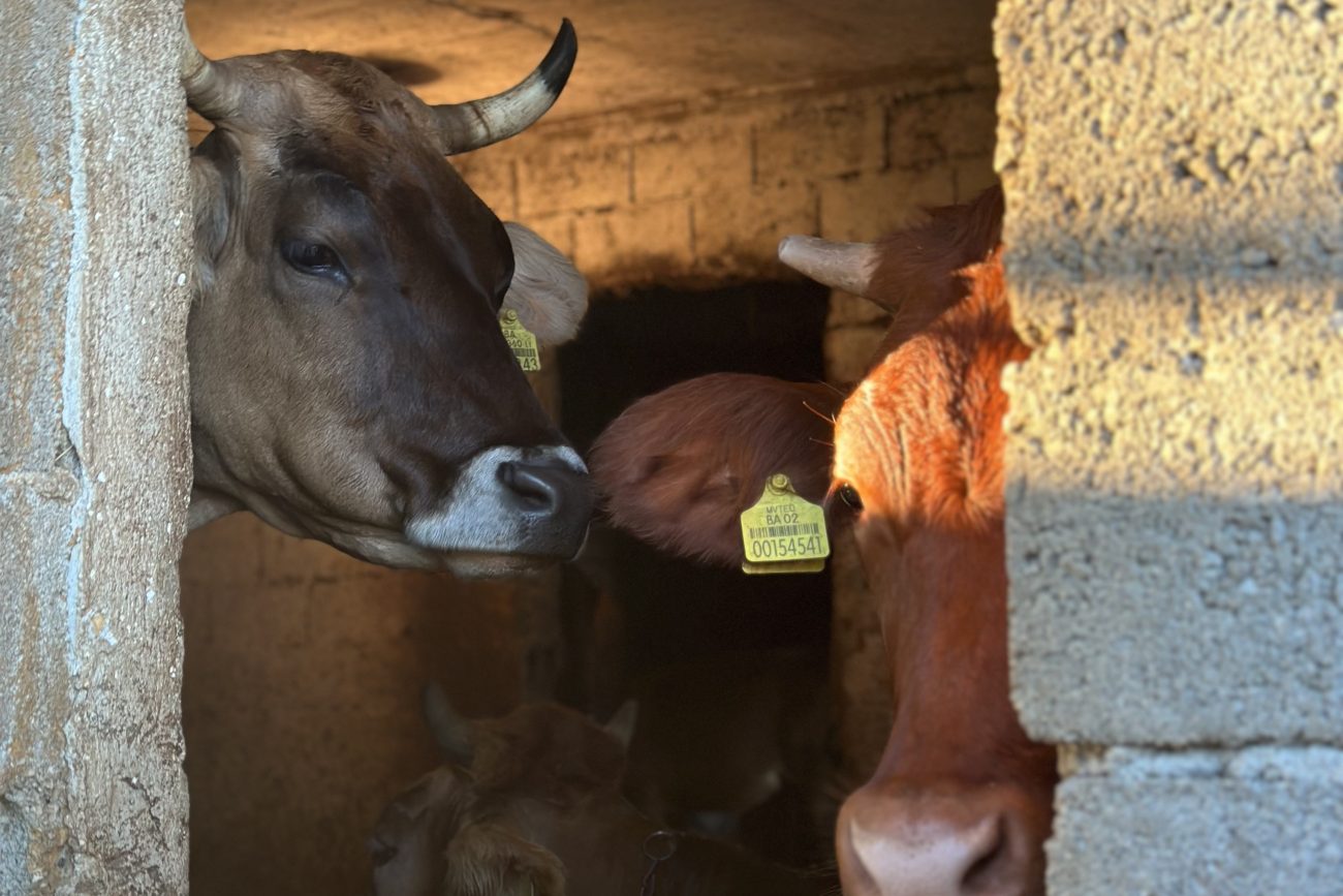 livno animals and village life 